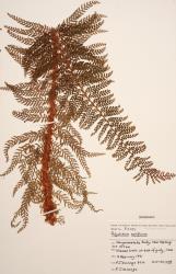 Polystichum setiferum. Herbarium specimen from Matangi, WELT P017595, showing 3-pinnate frond with stipe and rachis densely covered in ovate, orange-brown scales.
 Image: B. Hatton © Te Papa CC BY-NC 3.0 NZ